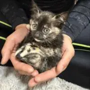 大魁の画像