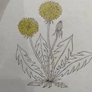 syoの画像