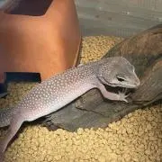 ういの画像
