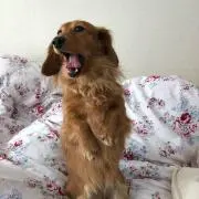 ぴょんの画像