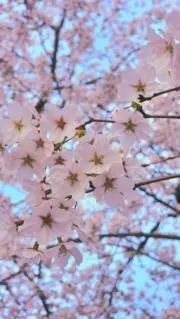 Rimi(自己紹介文必見)の画像