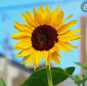 ひまわりの画像