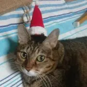 フミタの肉球フミフミ〜(*ฅ́˘ฅ̀*)
