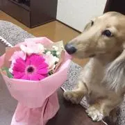 チッチの画像
