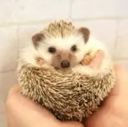 はりねずみの画像