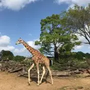 NAOの画像