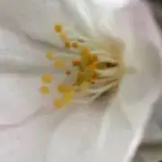 たま