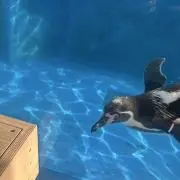 るな