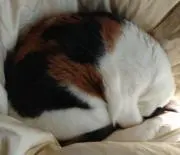 ミケランジェロの画像