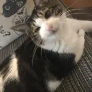 にわにわ