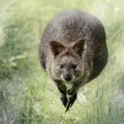 クオッカの画像