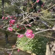 サミの画像