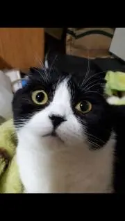 はちわれスコの画像