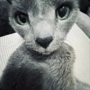 Riの画像