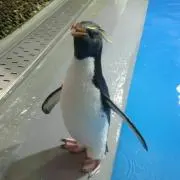 comika8の画像