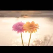 hana❀