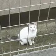 ごま
