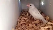 ☆azuki☆の画像