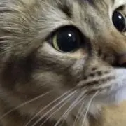 えみるく