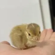 Oliviyaの画像