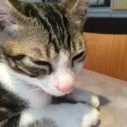 しーなの画像