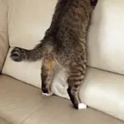 SUの画像