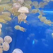 にしむー