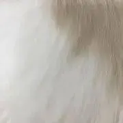 パマメの画像