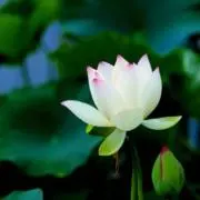 ここタマ