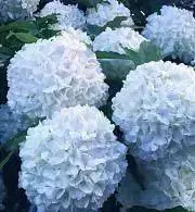 Blanche プロフ確認☆お値下げ不可の画像