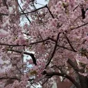 ぴんくまの画像
