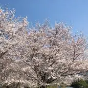 HARUの画像