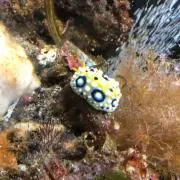 ささみの画像