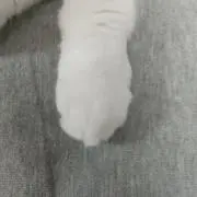 まるにゃんの画像