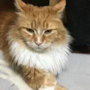 ドムの画像