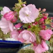 tulipの画像