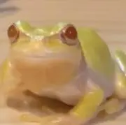 覚醒したカリスマカエル勇者の画像