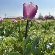 ぴい