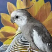 ゆきまる