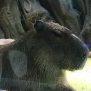 あんなの画像