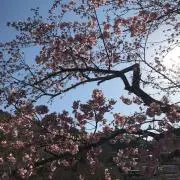 YKOの画像