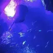 ミミミの画像
