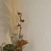 shihoの画像