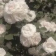 ynの画像