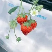 いちごまるの画像