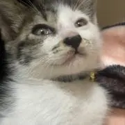 ぽんぽこぽんの画像