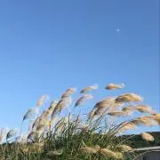 SeaFriendの画像