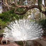 白孔雀