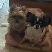 けこさん