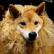 ヨハンナ